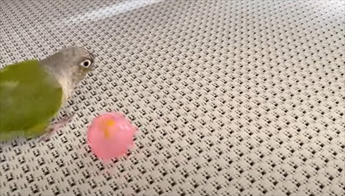 自分の影をみて「ごまちゃんがいた」というインコ