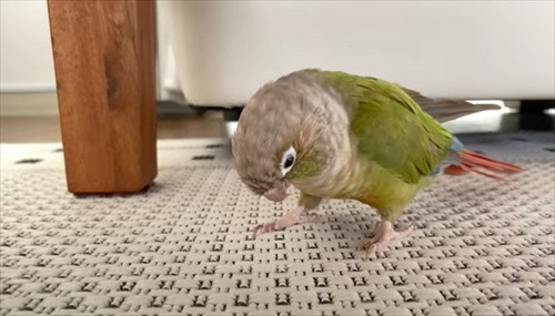 自分の影をみて「ごまちゃんがいた」というインコ