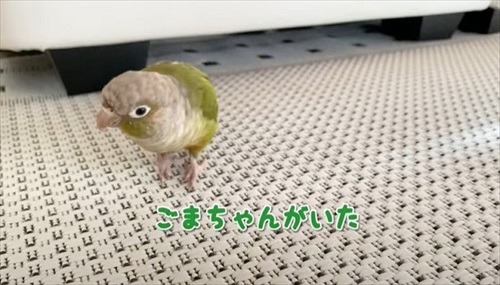 自分の影をみて「ごまちゃんがいた」というインコ