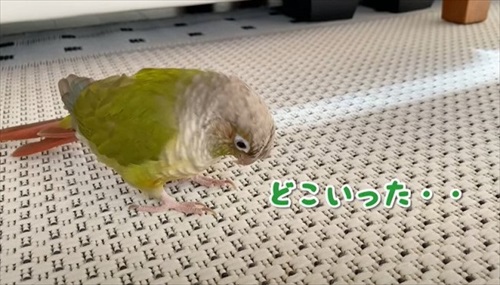 自分の影をみて「ごまちゃんがいた」というインコ