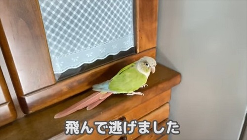 自分の影をみて「ごまちゃんがいた」というインコ