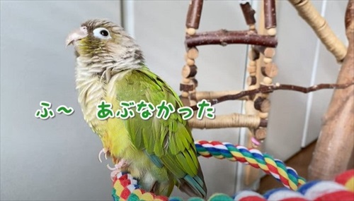 自分の影をみて「ごまちゃんがいた」というインコ