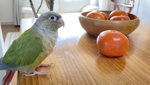 自分の影をみて「ごまちゃんがいた」というインコ