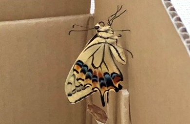 冬に羽化したキアゲハ