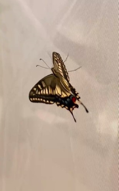 飼育ネットに移したキアゲハ