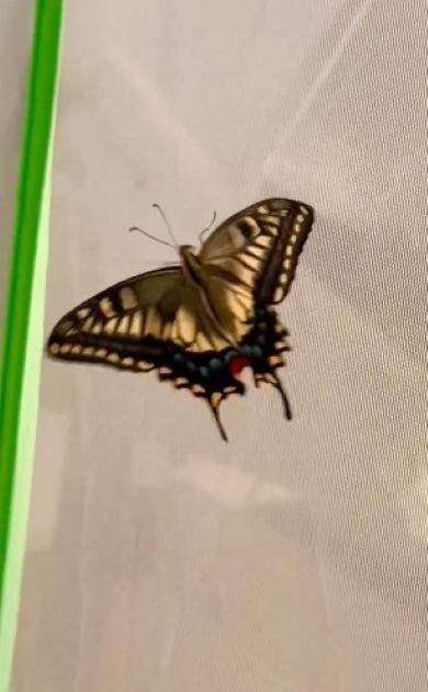 飼育ネットに移したキアゲハ