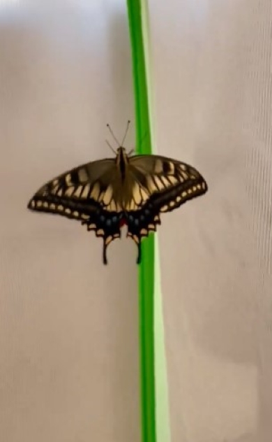 縁に沿って歩くキアゲハ