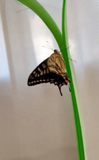 縁に沿って歩くキアゲハ