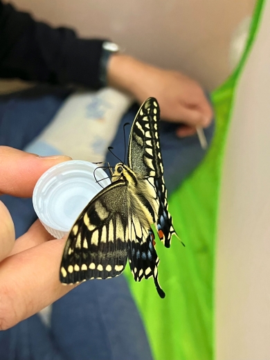 エサを吸うキアゲハ