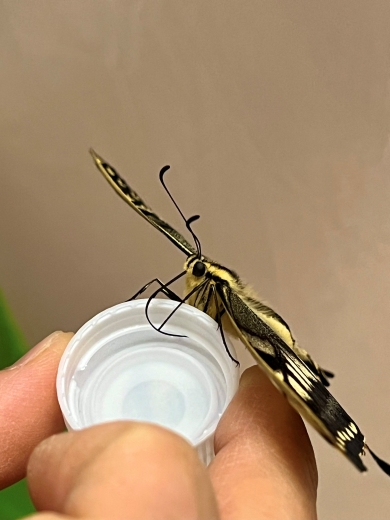 エサを吸うキアゲハ