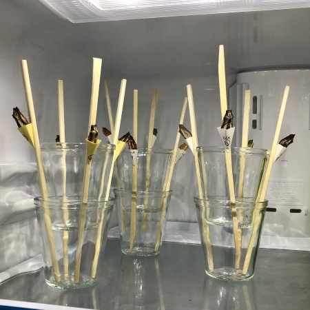 冷蔵庫に退避したさなぎ