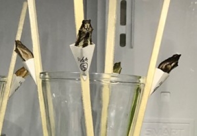 冷蔵庫に退避したさなぎ