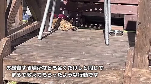 お昼寝する場所