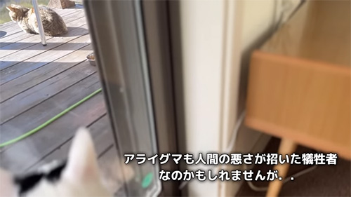 戻って来たキジトラくん