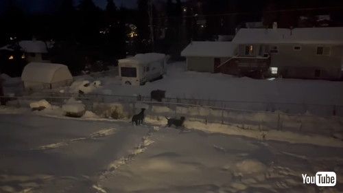 鹿と遊ぶ犬たち