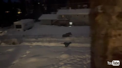 鹿と遊ぶ犬たち