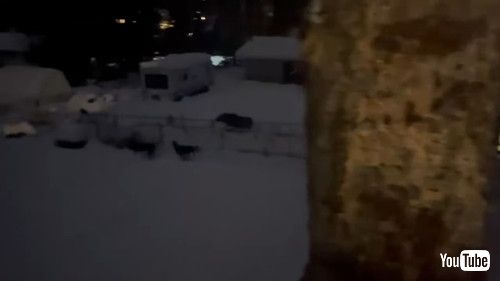 鹿と遊ぶ犬たち