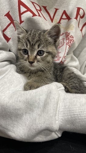猫ちゃんたち