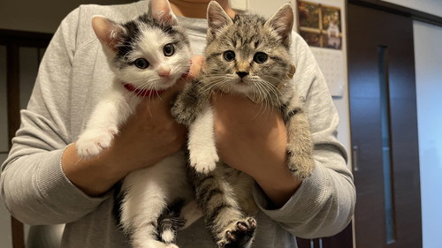 猫ちゃんたち