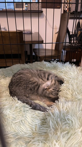 猫ちゃんたち