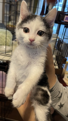 猫ちゃんたち