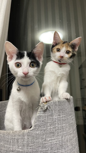 猫ちゃんたち