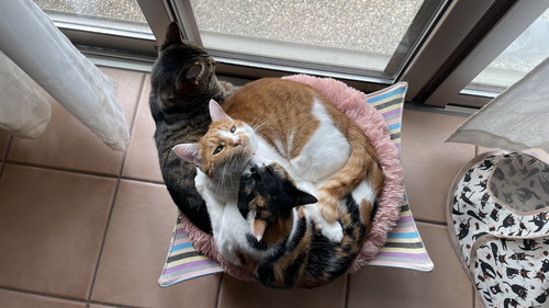 猫ちゃんたち