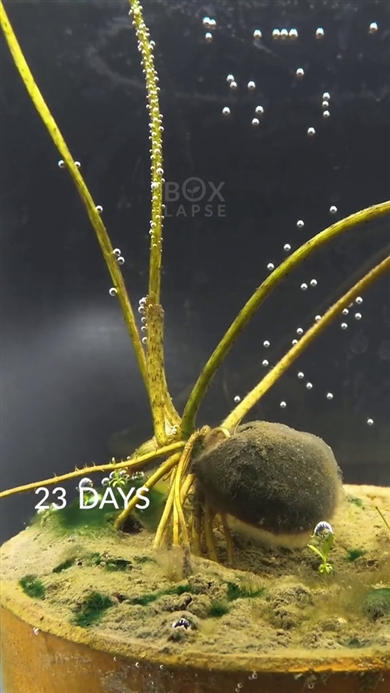 観察 実験 タイムラプス