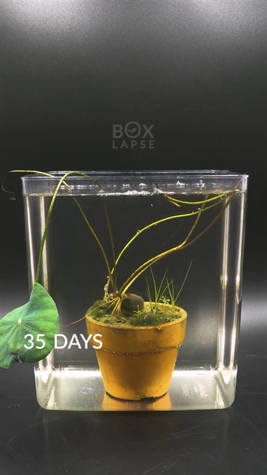 観察 実験 タイムラプス