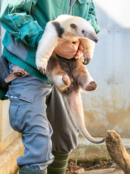 ぬいぐるみみたいなアリクイ