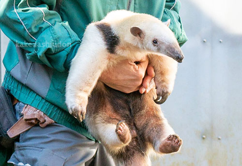 ぬいぐるみみたいなアリクイ