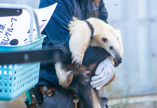 抱っこされるアリクイ