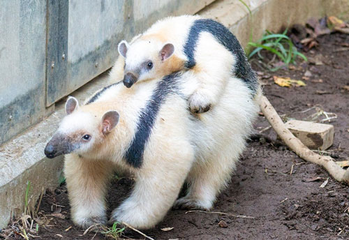 アリクイの親子