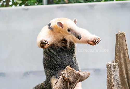 アリクイの威嚇