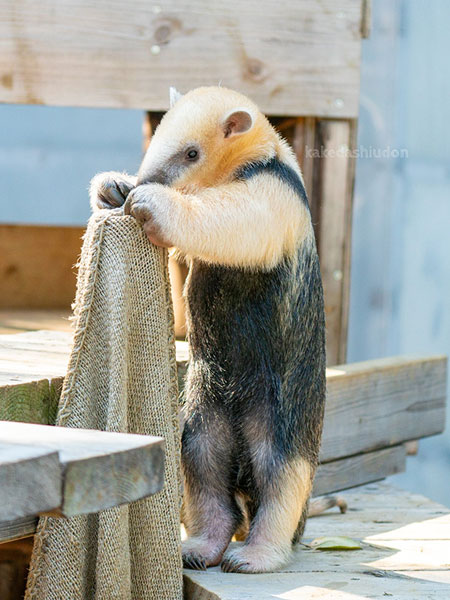 二本足で立つアリクイ