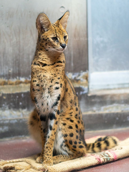 サーバルキャット