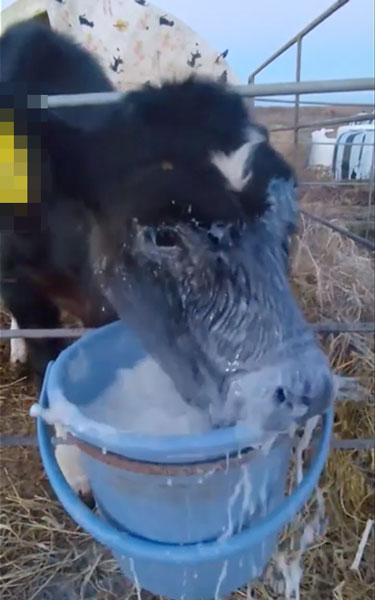 ミルクを飲むのが下手な子牛