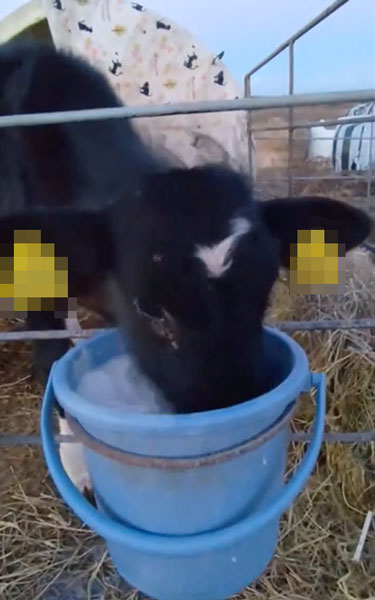 ミルクを飲むのが下手な子牛