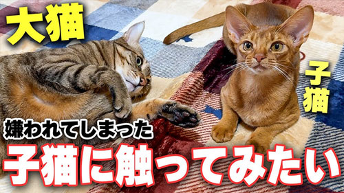 子猫と仲良くなりたい猫