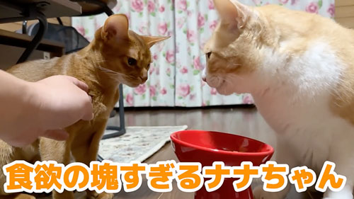 子猫と仲良くなりたい猫