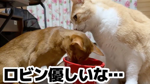 子猫と仲良くなりたい猫