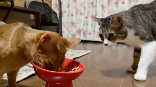 子猫と仲良くなりたい猫