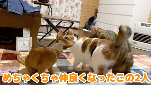 子猫と仲良くなりたい猫