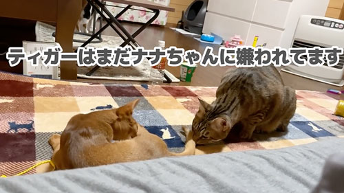 距離ある猫