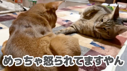 子猫と仲良くなりたい猫