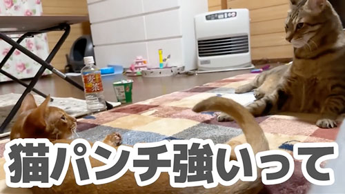 子猫と仲良くなりたい猫