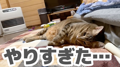 子猫と仲良くなりたい猫