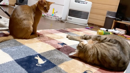 子猫と仲良くなりたい猫