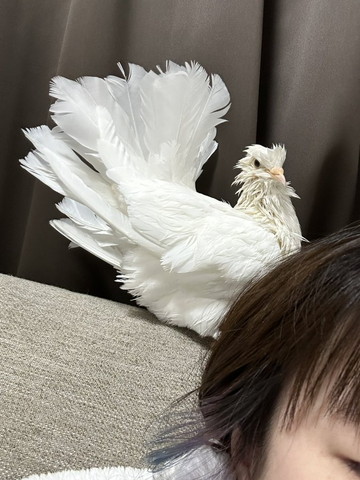 水浴びしたハト