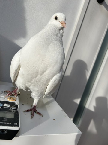 リモコン踏むハト